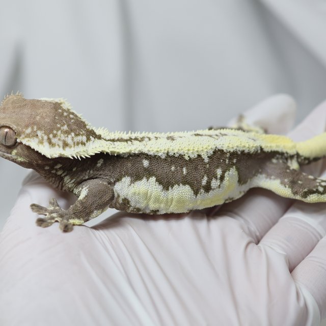 릴잔틱 쿼드 화이트 화이트핀