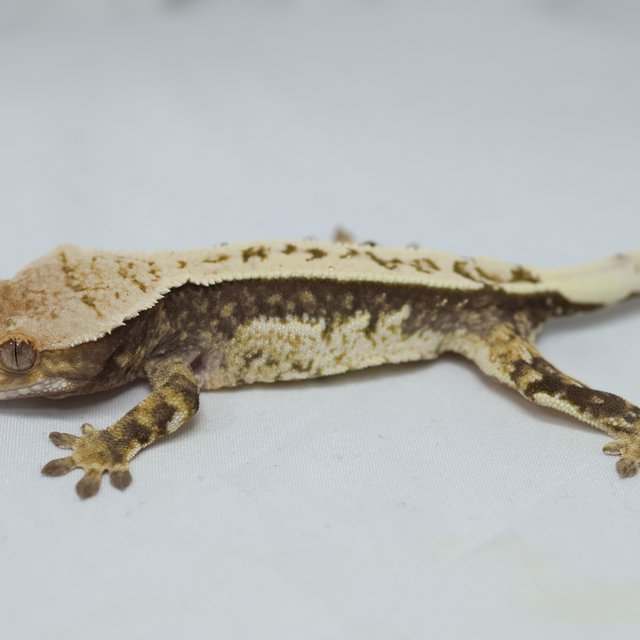 노멀 쿼드 풀핀