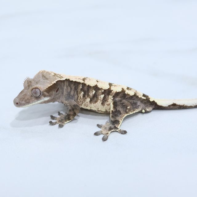 세이블