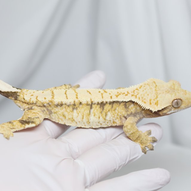 노멀 트라이 익스트림할리퀸 드리피 화이트스팟 화이트