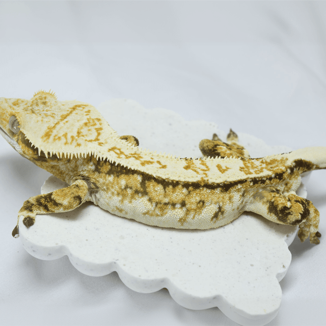 노멀 쿼드 할리퀸 트라이 화이트 화이트크라운