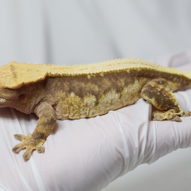 노멀 쿼드 풀핀