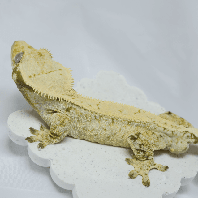 노멀 드리피 화이트