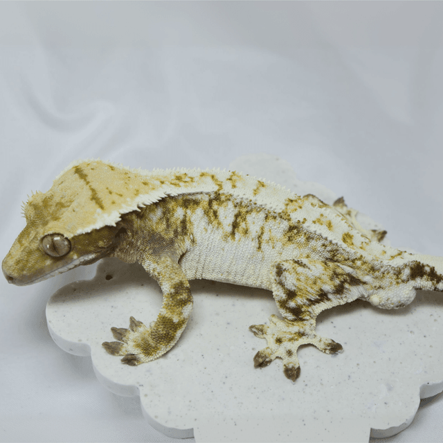 노멀 화이트크라운 화이트 익스트림할리퀸