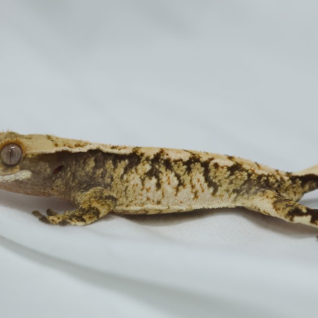 노멀 익스트림할리퀸