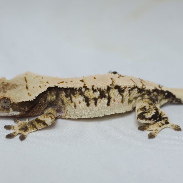 노멀 트라이 익스트림할리퀸 화이트