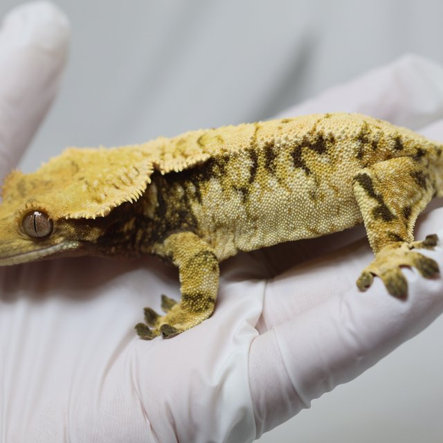 노멀 트라이 익스트림할리퀸 드리피