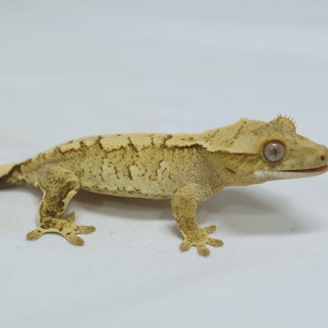 노멀 트라이 크림 익스트림할리퀸