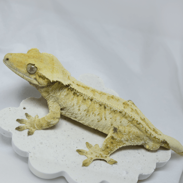 노멀 드리피 화이트