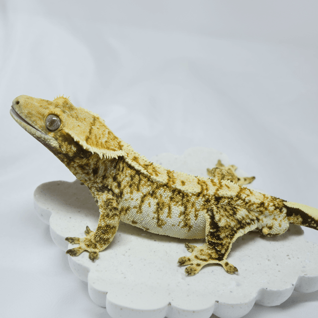 노멀 화이트크라운 화이트 익스트림할리퀸