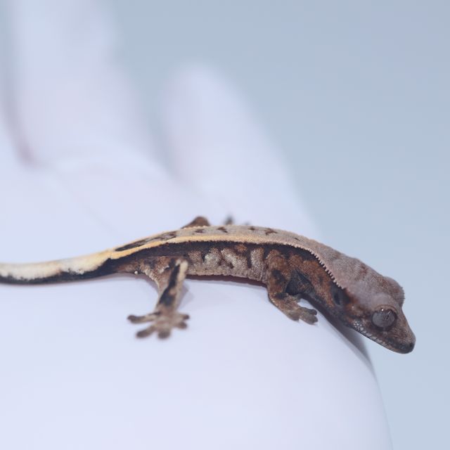 세이블