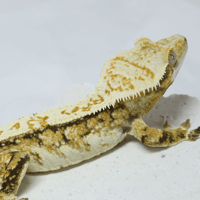 노멀 쿼드 할리퀸 트라이 화이트 화이트크라운