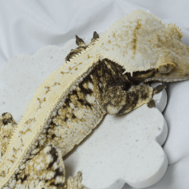 노멀 쿼드 풀핀 화이트핀