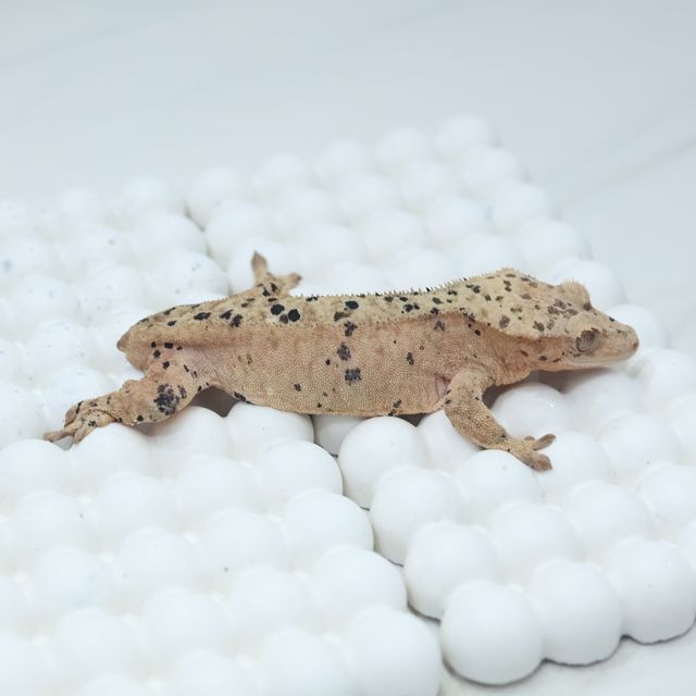 달마시안 슈퍼달마시안