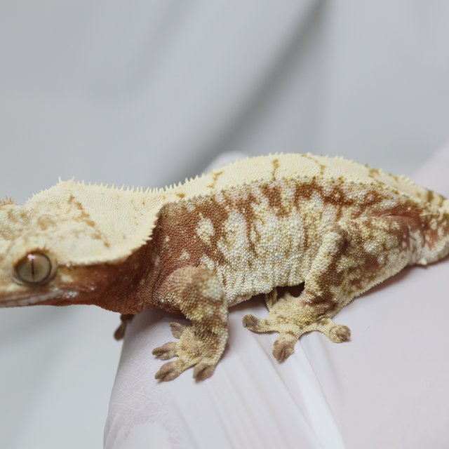 노멀 트라이 화이트스팟 화이트 레드 드리피