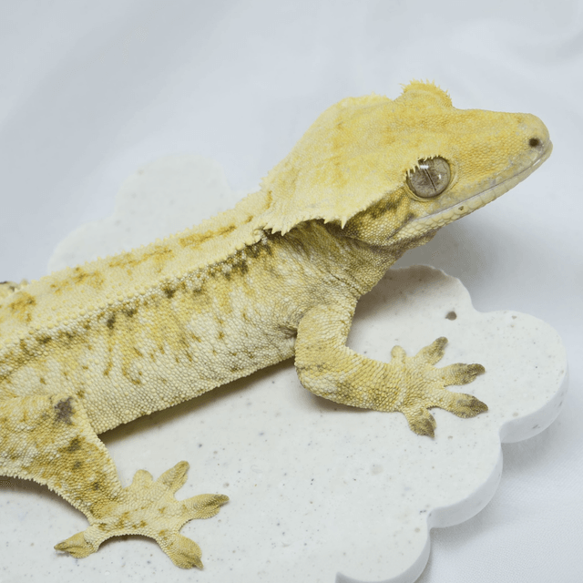 노멀 드리피 화이트