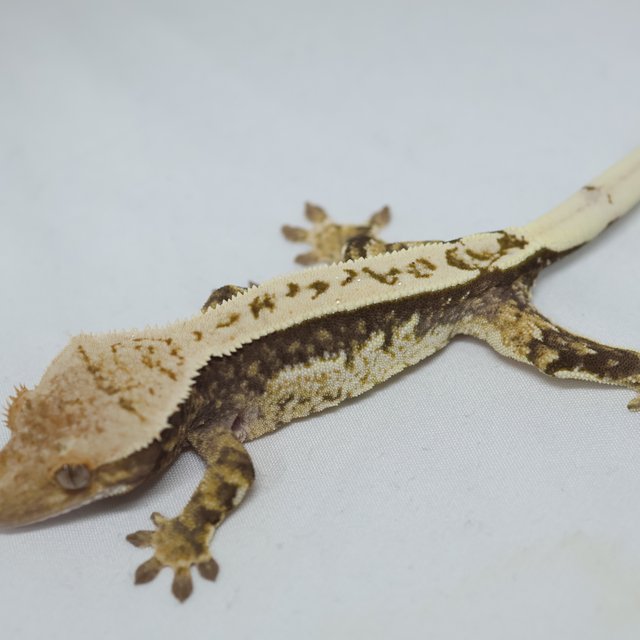 노멀 쿼드 풀핀