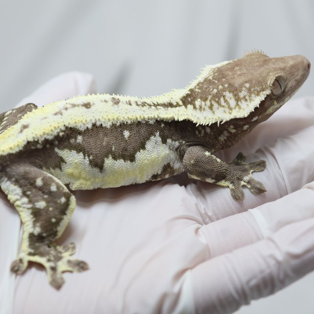 릴잔틱 쿼드 화이트 화이트핀