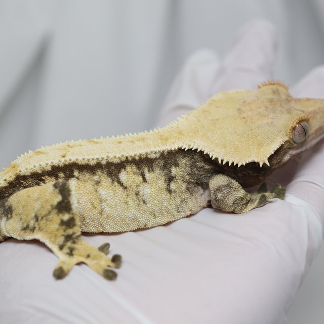 노멀 드리피 트라이 화이트스팟