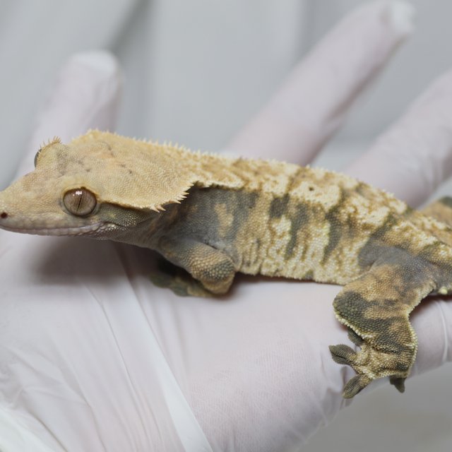 노멀 익스트림할리퀸 트라이