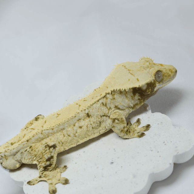 노멀 드리피 화이트