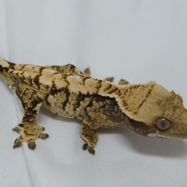 노멀 익스트림할리퀸