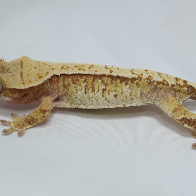 노멀 레드 화이트 익스트림할리퀸