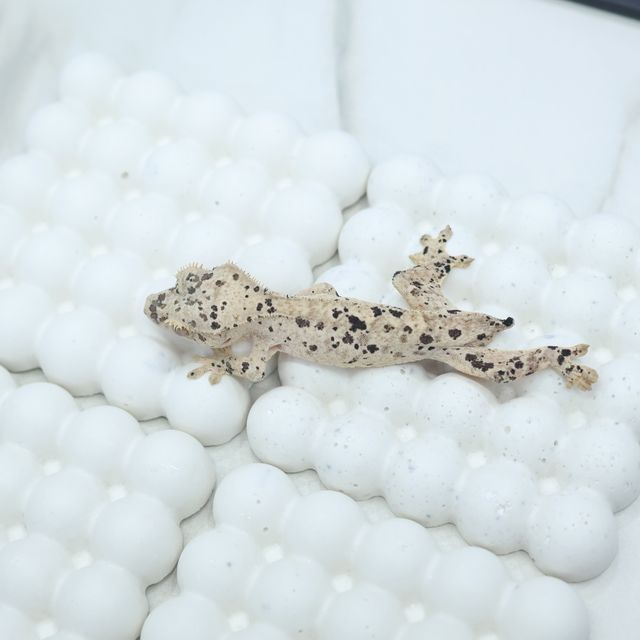 달마시안 슈퍼달마시안