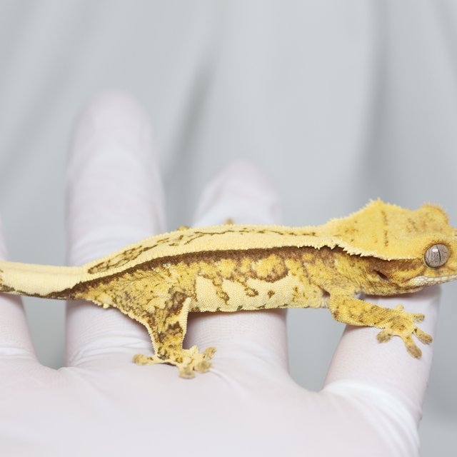 노멀 쿼드 풀핀