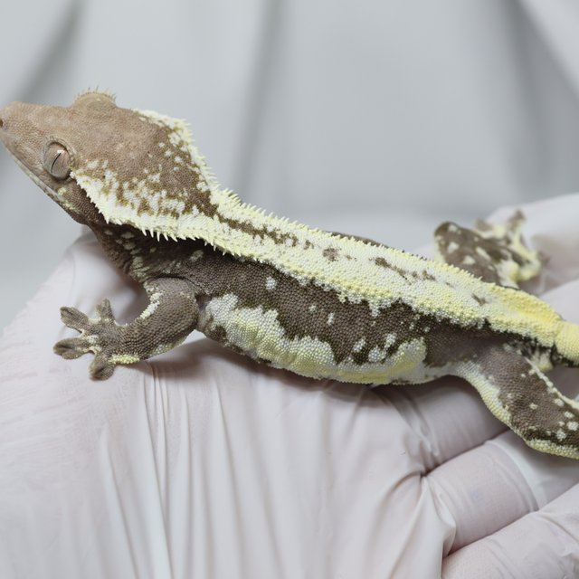 릴잔틱 쿼드 화이트 화이트핀