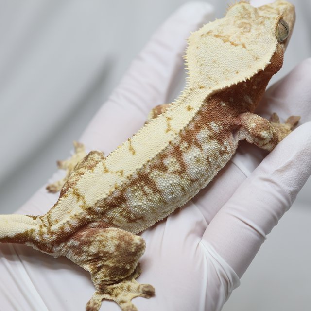 노멀 트라이 화이트스팟 화이트 레드 드리피