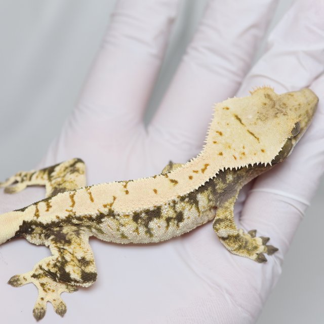 노멀 트라이 익스트림할리퀸 화이트