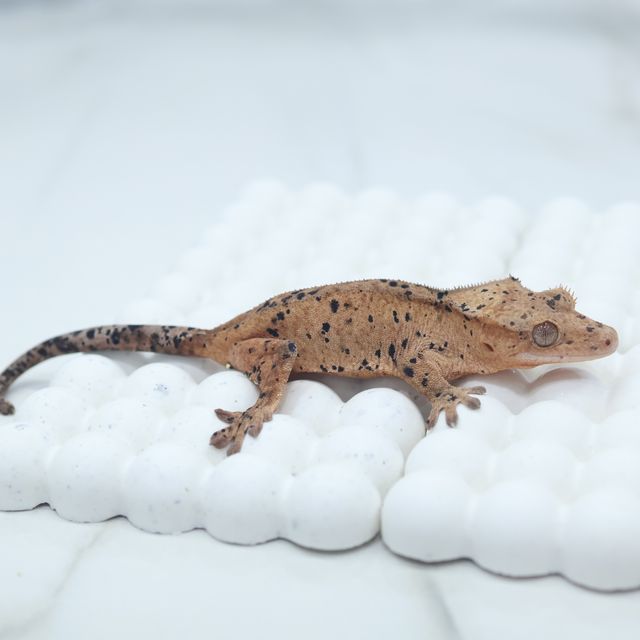 슈퍼달마시안 달마시안