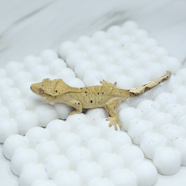달마시안 슈퍼달마시안