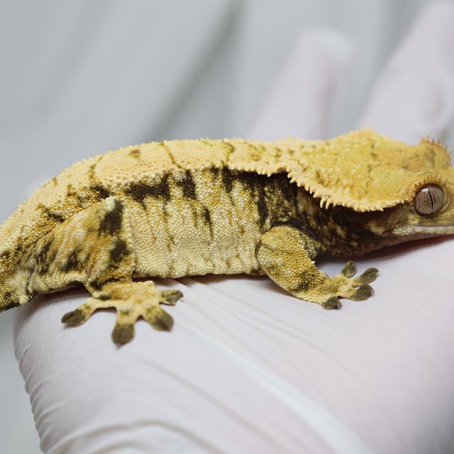 노멀 트라이 익스트림할리퀸 드리피