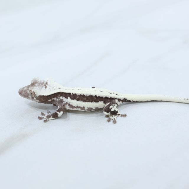 릴잔틱