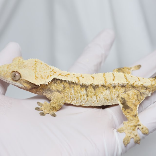 노멀 트라이 익스트림할리퀸 드리피 화이트스팟 화이트