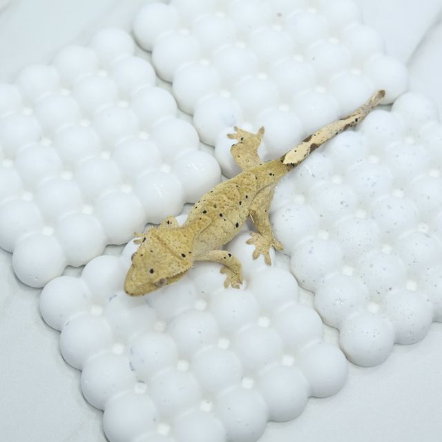 달마시안 슈퍼달마시안