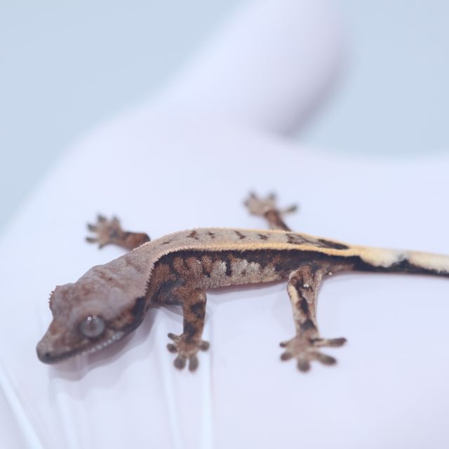 세이블