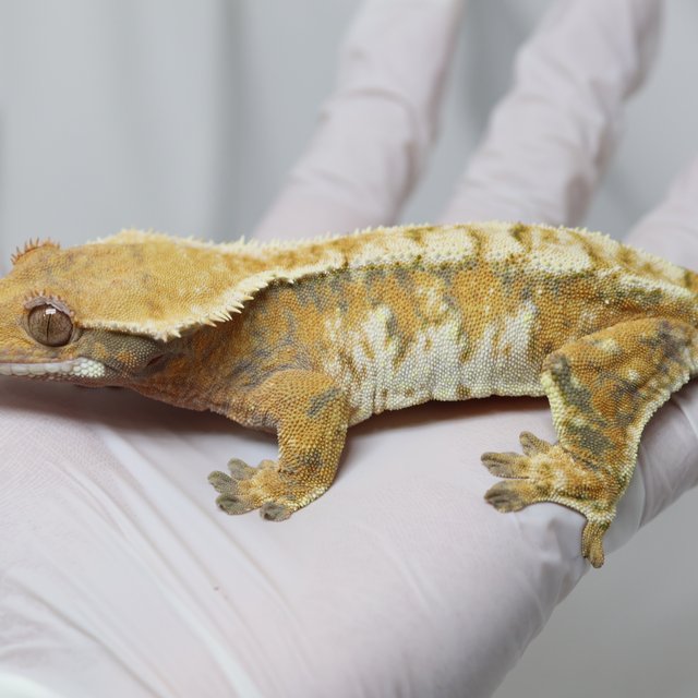 노멀 트라이 텐저린 화이트 드리피 화이트스팟