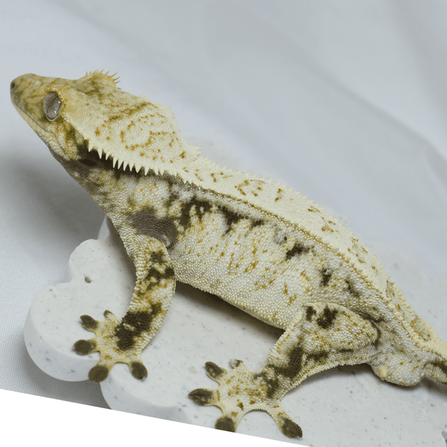 노멀 드리피 화이트