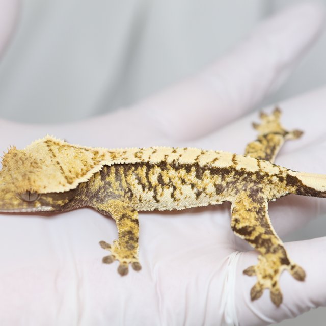 노멀 트라이 드리피 화이트스팟