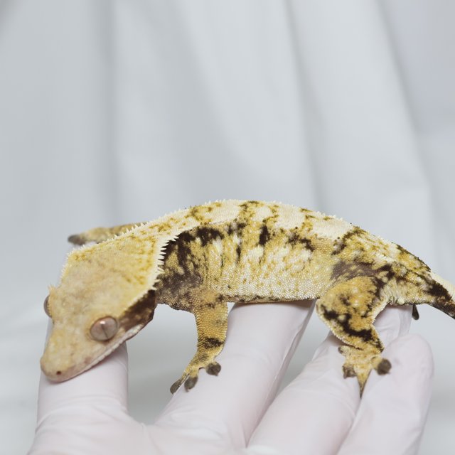 트라이 노멀 드리피 화이트스팟 할리퀸