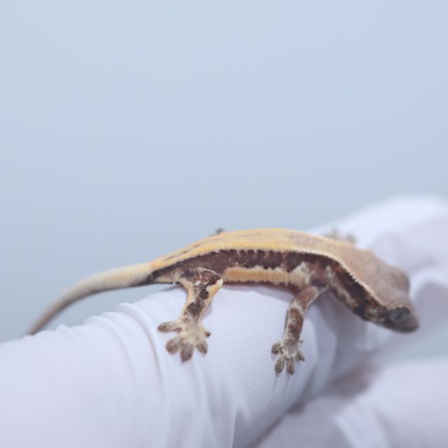 릴리 세이블
