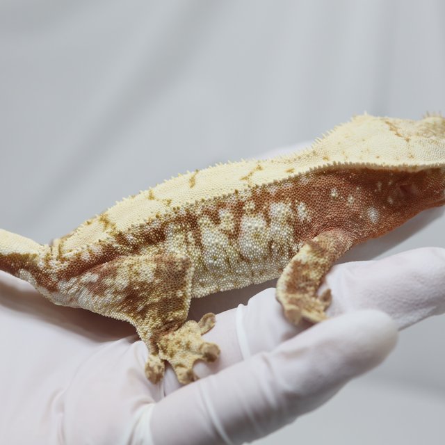 노멀 트라이 화이트스팟 화이트 레드 드리피