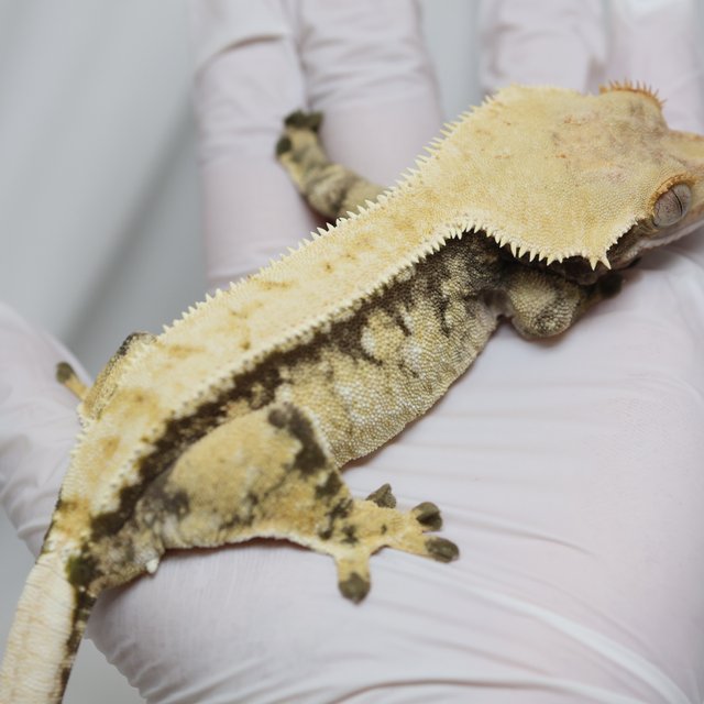 노멀 드리피 트라이 화이트스팟