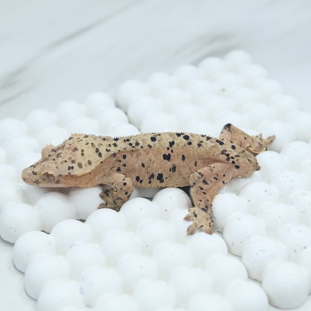 달마시안 슈퍼달마시안