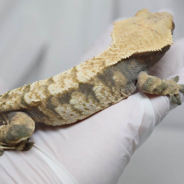 노멀 익스트림할리퀸 트라이