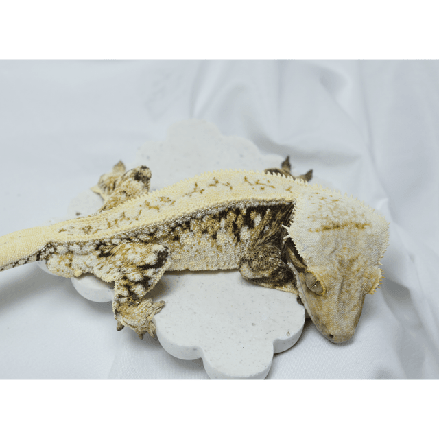 노멀 쿼드 풀핀 화이트핀