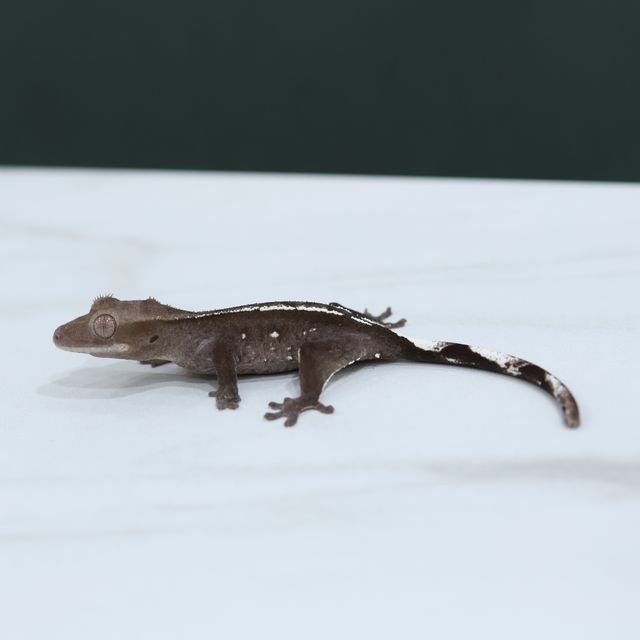 아잔틱